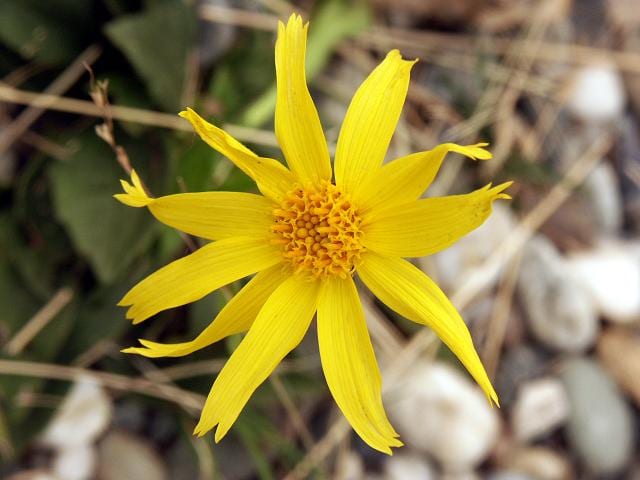 Arnica_griscomii.jpg